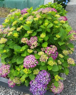 Montgomery - Hydrangea macrophylla (Fleurs rondes)