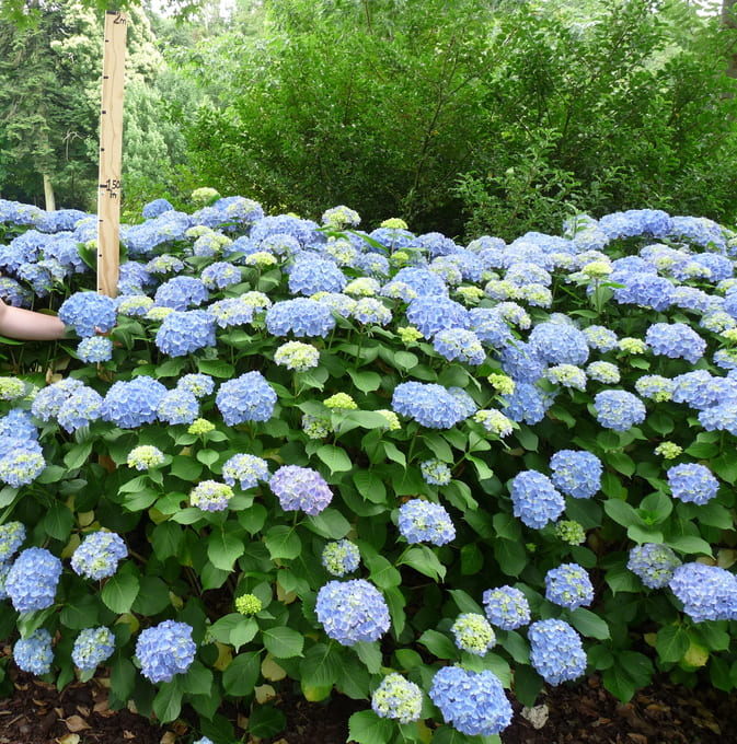 Niedersachsen - Hydrangea macrophylla (Fleurs rondes)