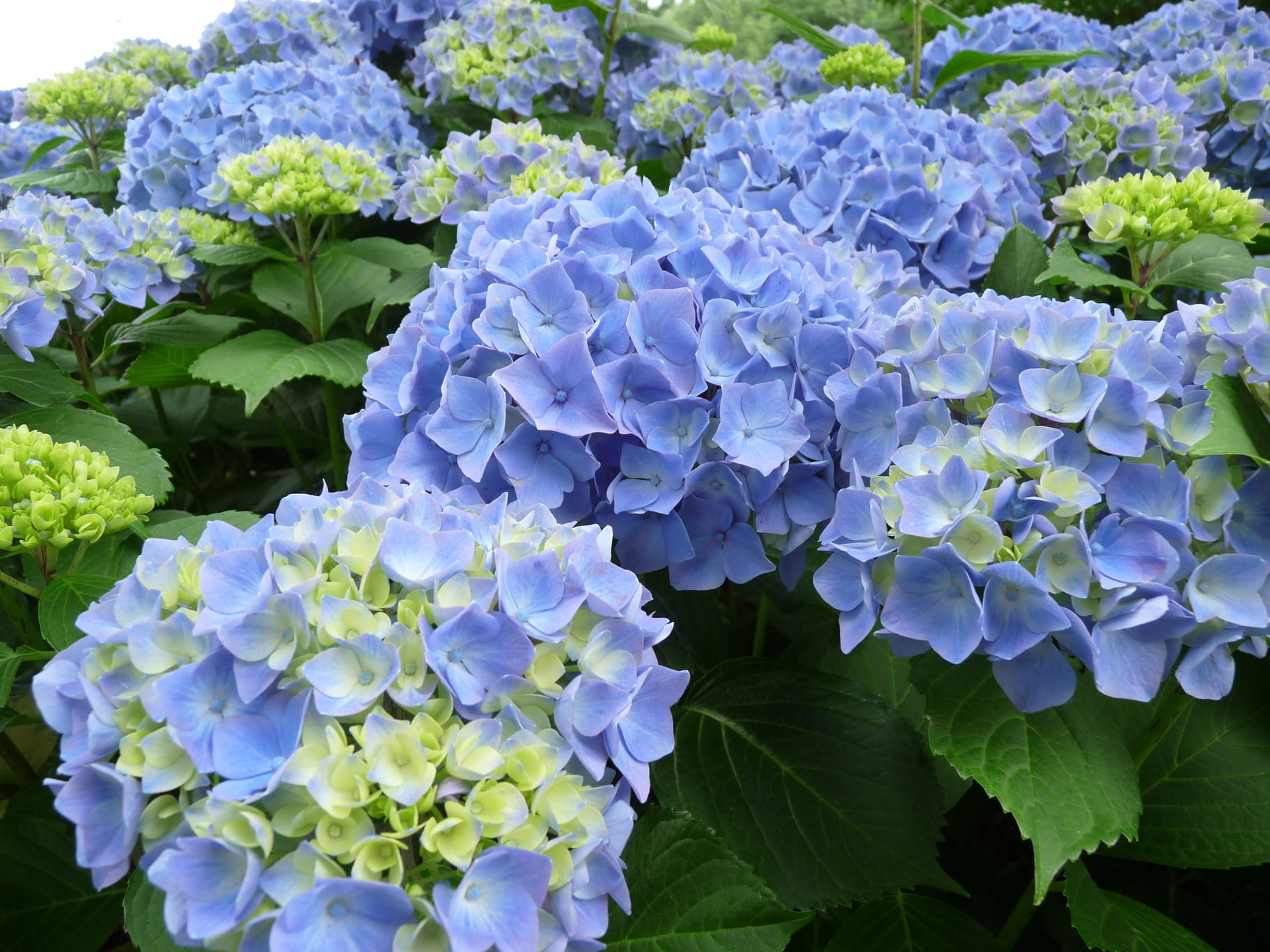 Niedersachsen - Hydrangea macrophylla (Fleurs rondes) – Image 2