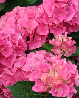 Paris - Hydrangea macrophylla (Fleurs rondes)