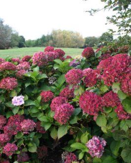 Paris - Hydrangea macrophylla (Fleurs rondes)