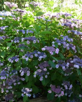 Cassiopée - Hydrangea macrophylla (Fleurs plates)