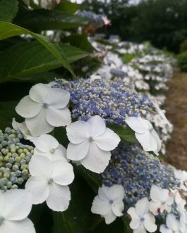Mariesii Grandiflora - Hydrangea macrophylla (Fleurs plates)