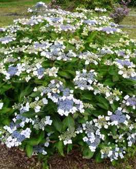 Mariesii Grandiflora - Hydrangea macrophylla (Fleurs plates)