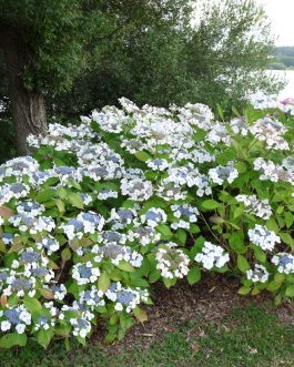 Bachstelze - Hydrangea macrophylla (Fleurs plates)
