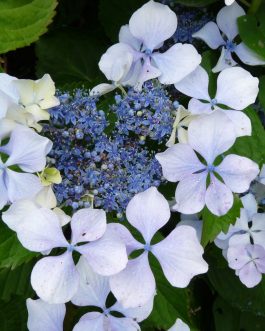 Beauté Vendômoise - Hydrangea macrophylla (Fleurs plates)