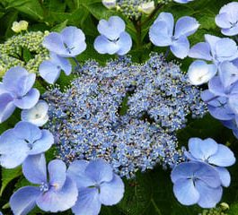 Blauling - Hydrangea macrophylla (Fleurs plates)