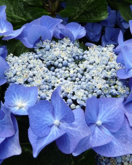 Blaumeise - Hydrangea macrophylla (Fleurs plates)