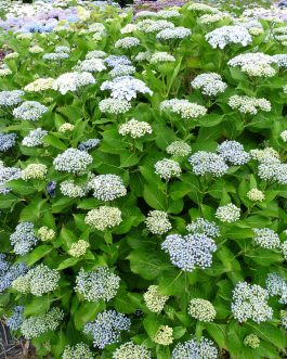 Etanin - Hydrangea macrophylla (Fleurs plates)