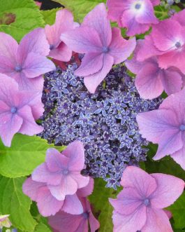 Flamingo - Hydrangea macrophylla (Fleurs plates)