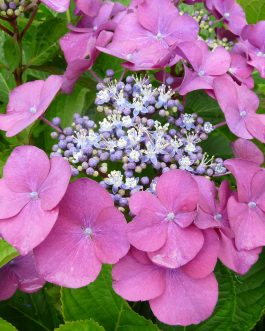 Geoffrey Chadbund - Hydrangea macrophylla (Fleurs plates)