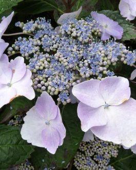 Grant's Choice - Hydrangea macrophylla (Fleurs plates)