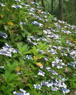 Hatsushimo - Hydrangea macrophylla (Fleurs plates)