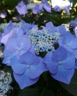 Iowa - Hydrangea macrophylla (Fleurs plates)
