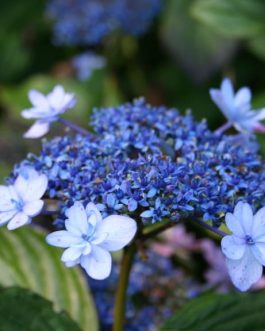 Izu no hana - Autres Hydrangea