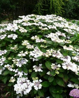 James Grant - Hydrangea macrophylla (Fleurs plates)