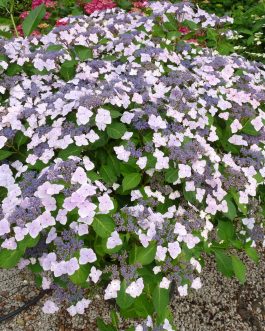 Juno - Hydrangea macrophylla (Fleurs plates)