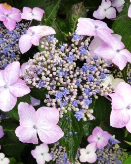 Juno - Hydrangea macrophylla (Fleurs plates)