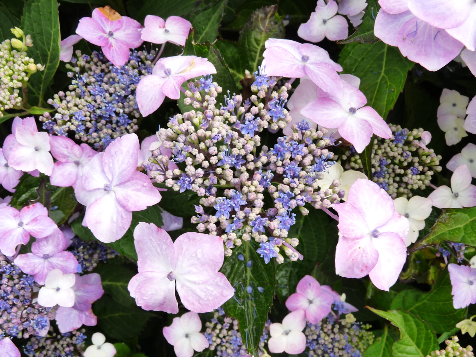 Juno - Hydrangea macrophylla (Fleurs plates) – Image 2