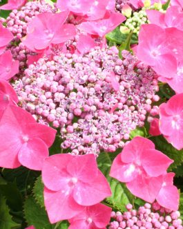 Kardinal - Hydrangea macrophylla (Fleurs plates)