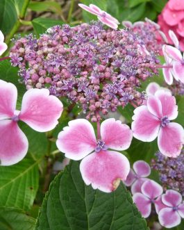 Komochiana Seruka - Hydrangea macrophylla (Fleurs plates)