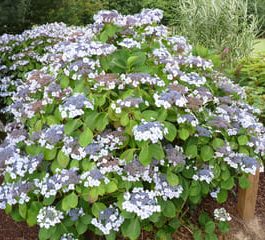Mariesii - Hydrangea macrophylla (Fleurs plates)