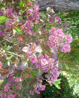 Mikawa yae - Hydrangea macrophylla (Fleurs plates)