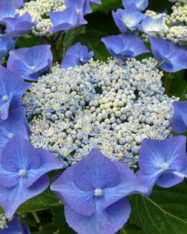 Nachtigall - Hydrangea macrophylla (Fleurs plates)