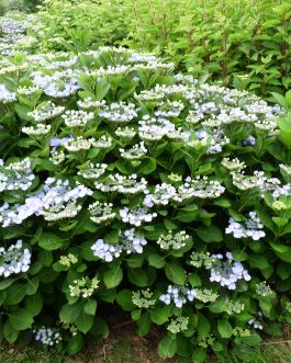Namping - Hydrangea macrophylla (Fleurs plates)