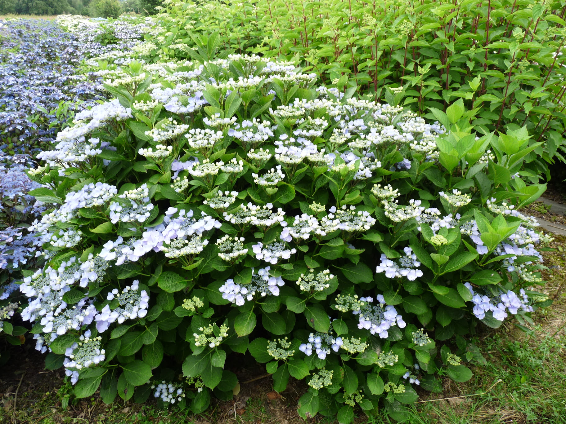 Namping - Hydrangea macrophylla (Fleurs plates)