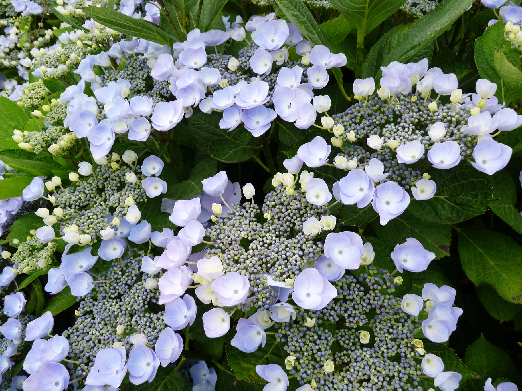 Namping - Hydrangea macrophylla (Fleurs plates) – Image 2