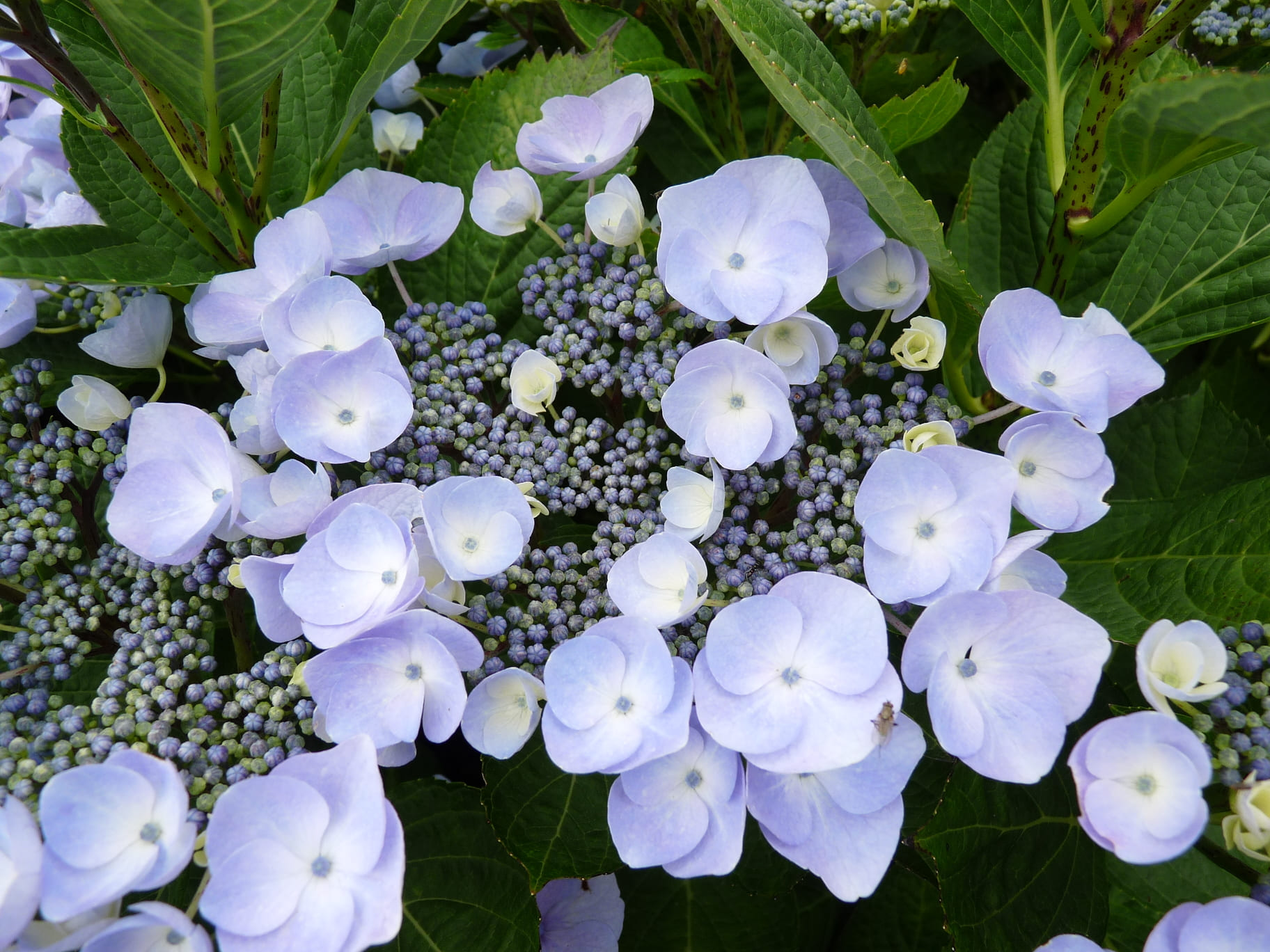 Namping - Hydrangea macrophylla (Fleurs plates) – Image 3