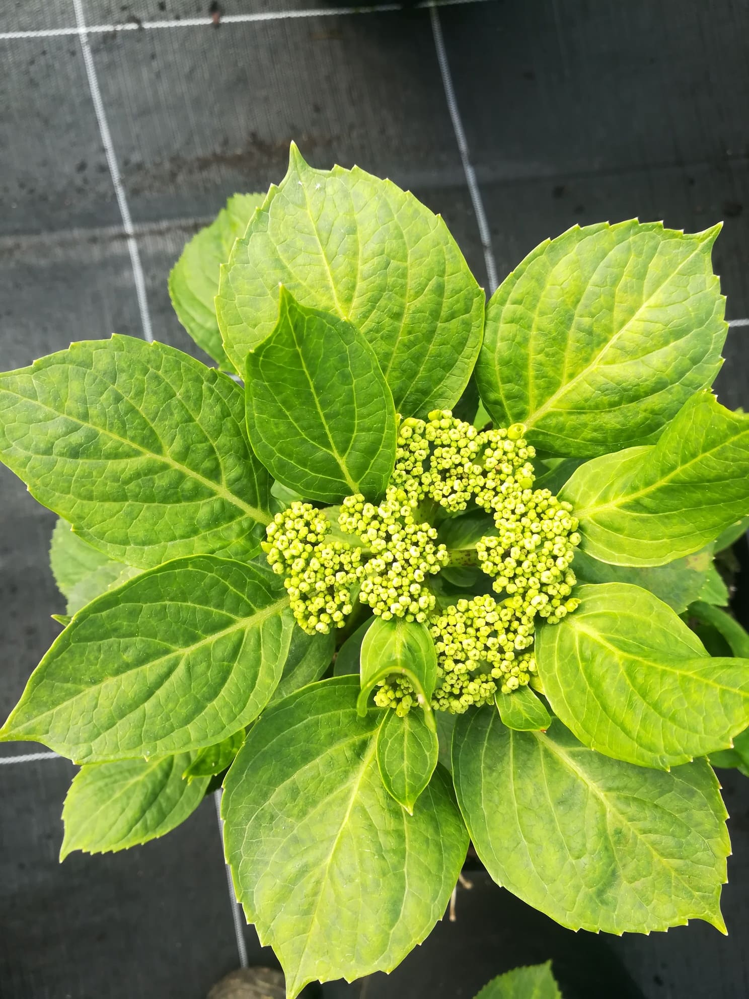 Namping - Hydrangea macrophylla (Fleurs plates) – Image 4