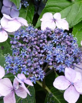 Normalis - Hydrangea macrophylla (Fleurs plates)