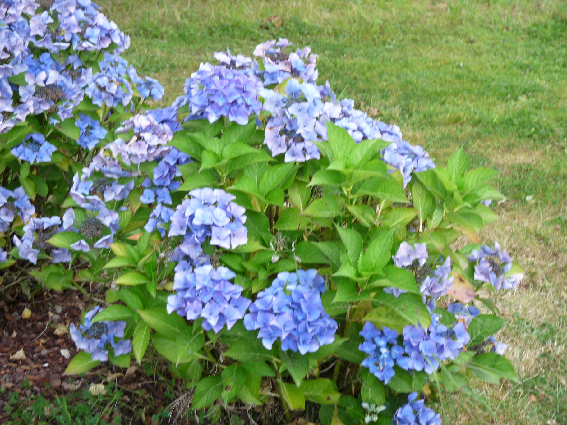 Papagei - Hydrangea macrophylla (Fleurs plates)