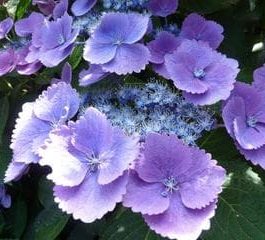 Rotdrossel - Hydrangea macrophylla (Fleurs plates)