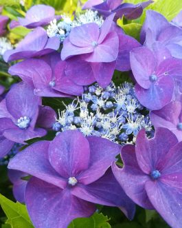 Rotkehlchen - Hydrangea macrophylla (Fleurs plates)
