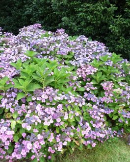 Sunset - Hydrangea macrophylla (Fleurs plates)