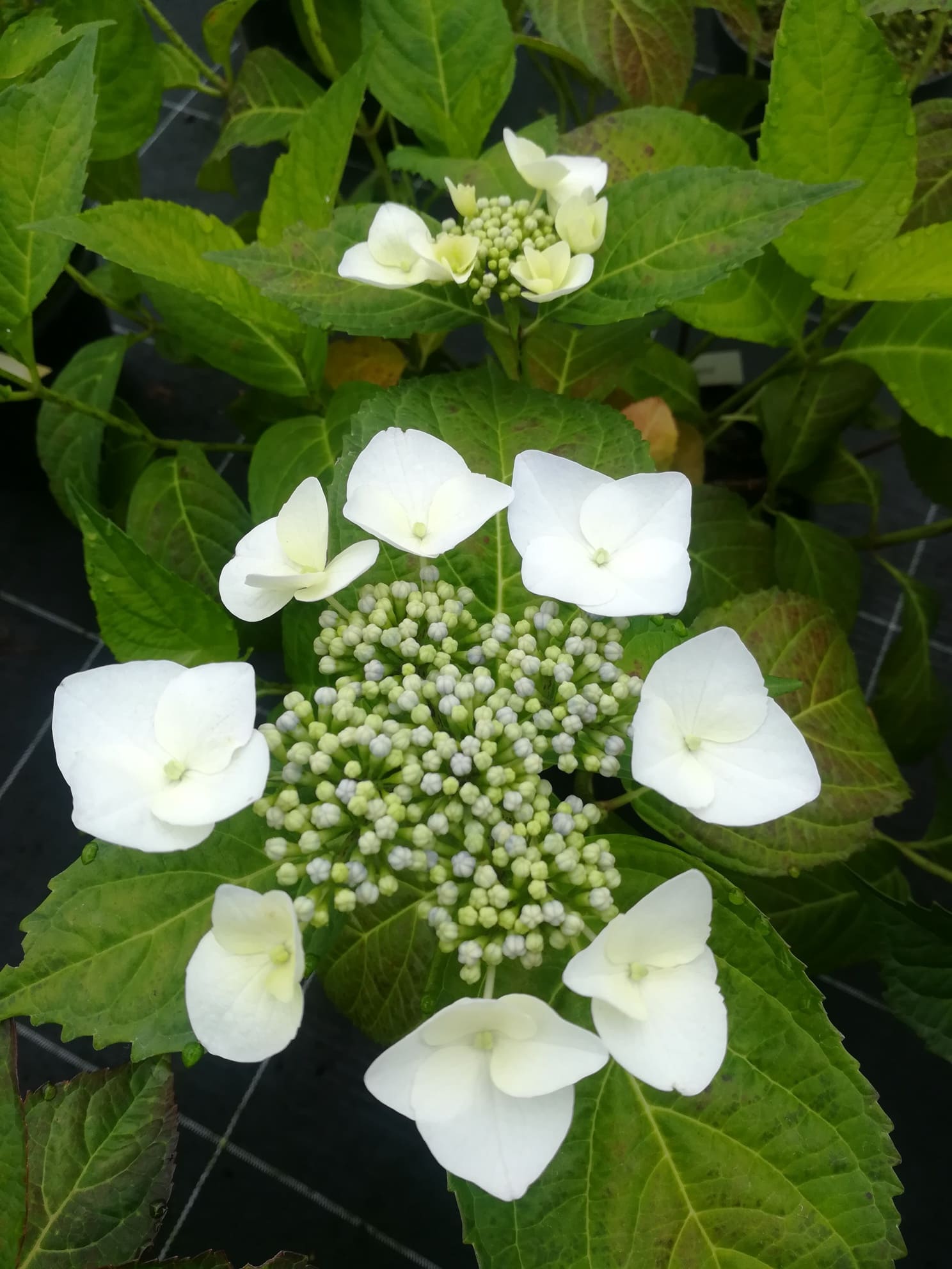 Veitchii - Hydrangea macrophylla (Fleurs plates) – Image 3