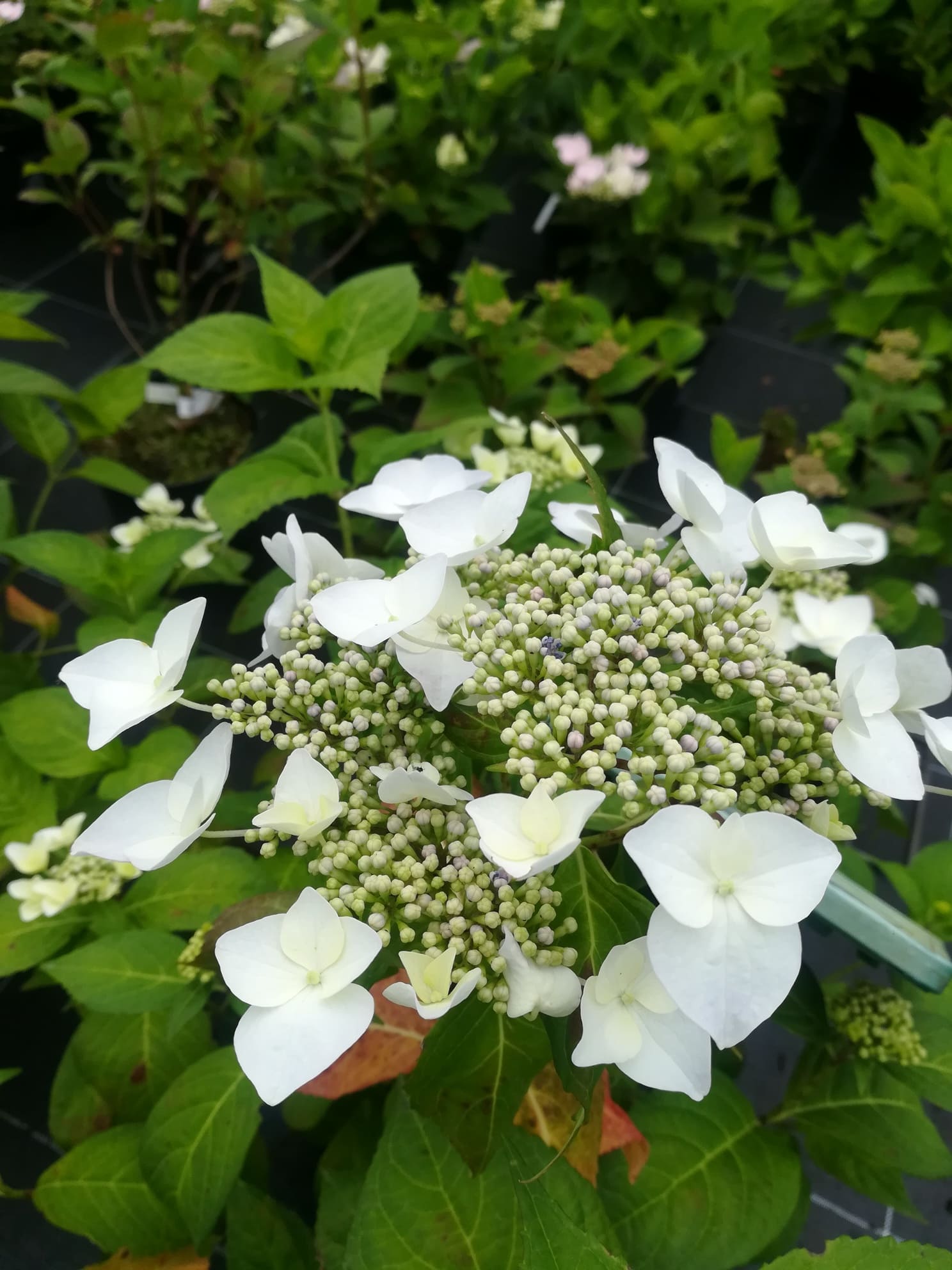 Veitchii - Hydrangea macrophylla (Fleurs plates) – Image 2