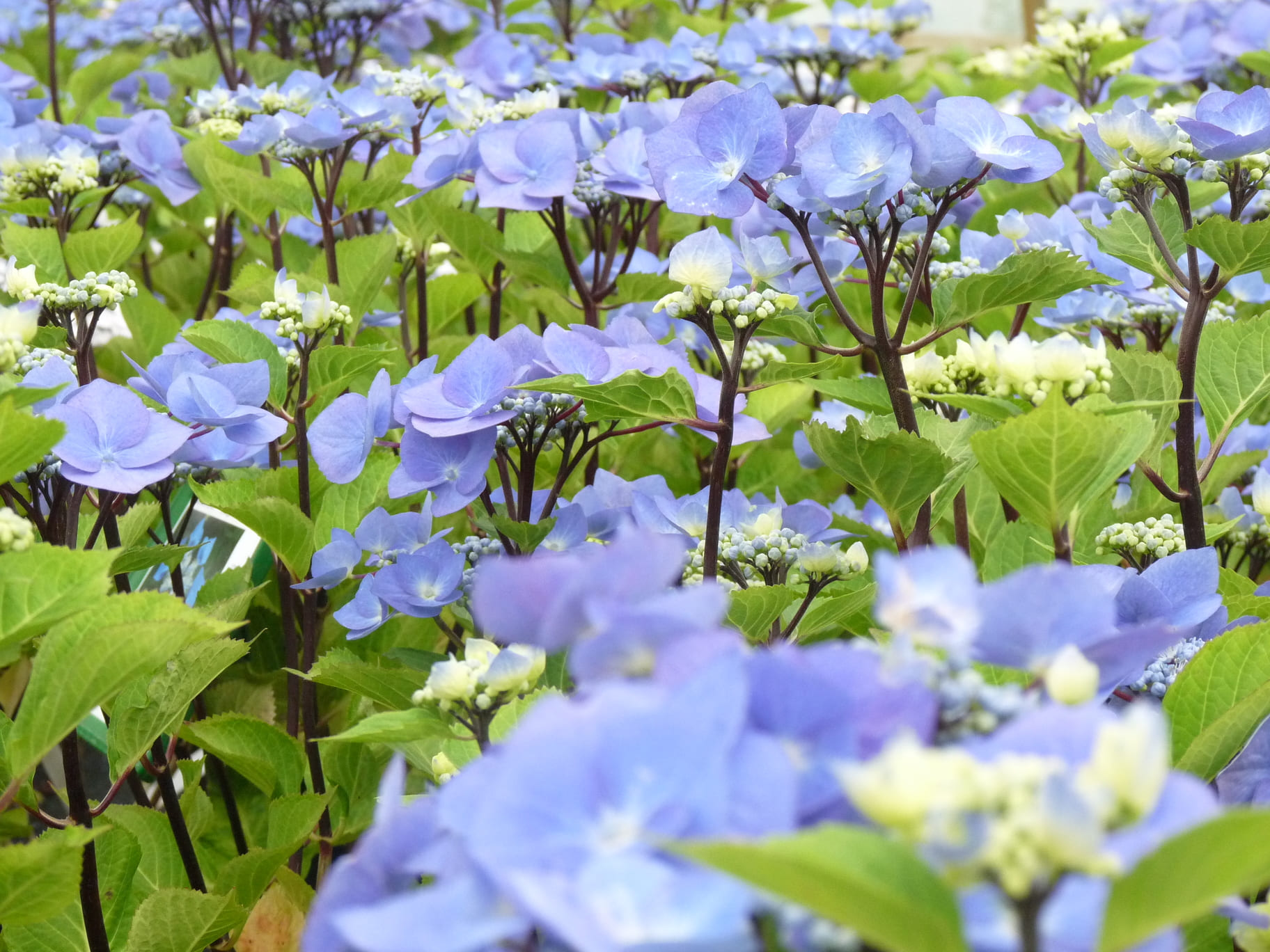 Zorro - Hydrangea macrophylla (Fleurs plates) – Image 2