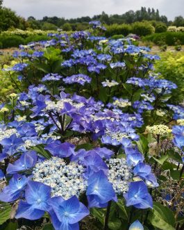 Zorro - Hydrangea macrophylla (Fleurs plates)