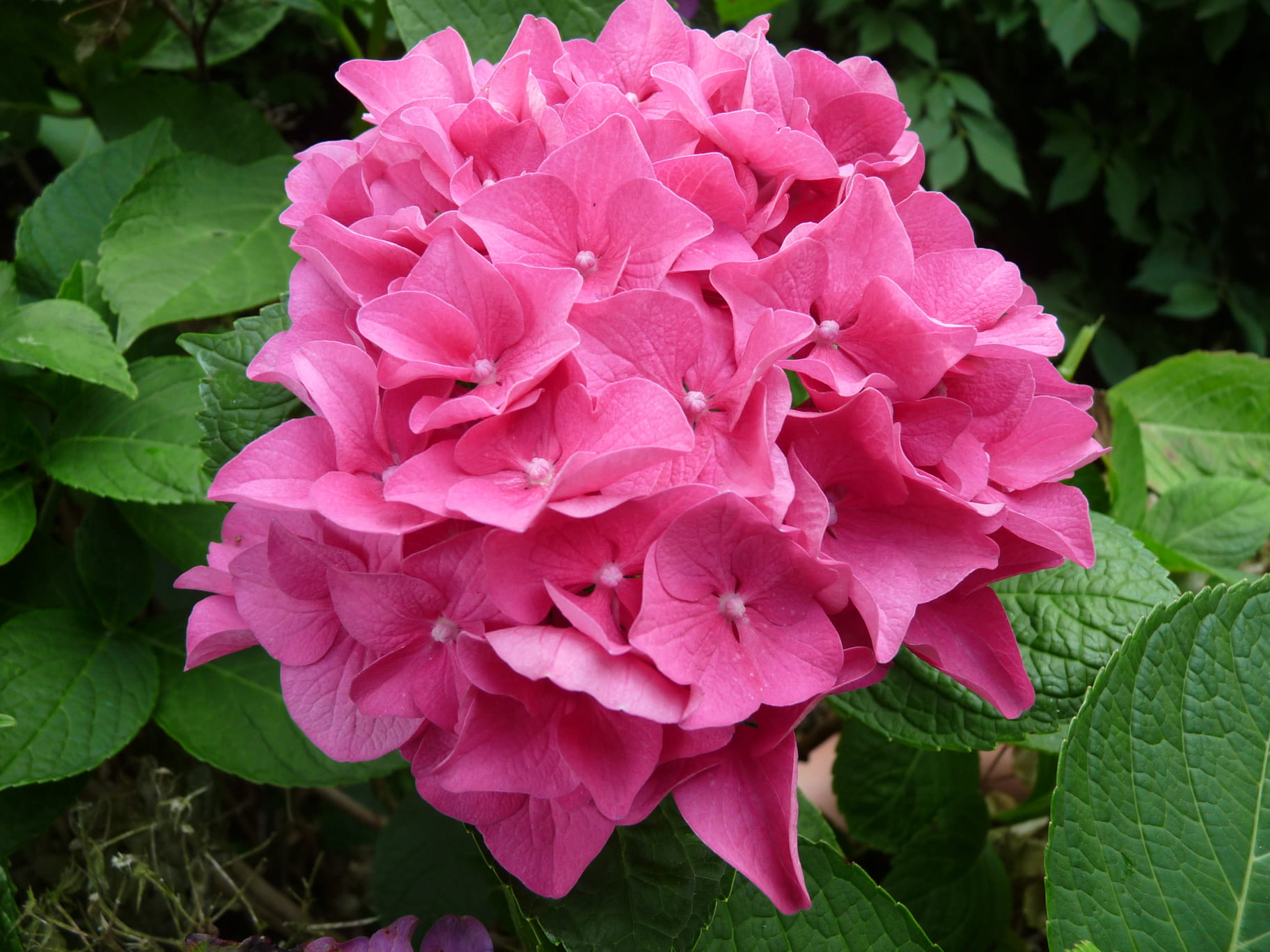 Prince rouge - Hydrangea macrophylla (Fleurs rondes)