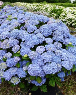 Queen Wilhelmina - Hydrangea macrophylla (Fleurs rondes)