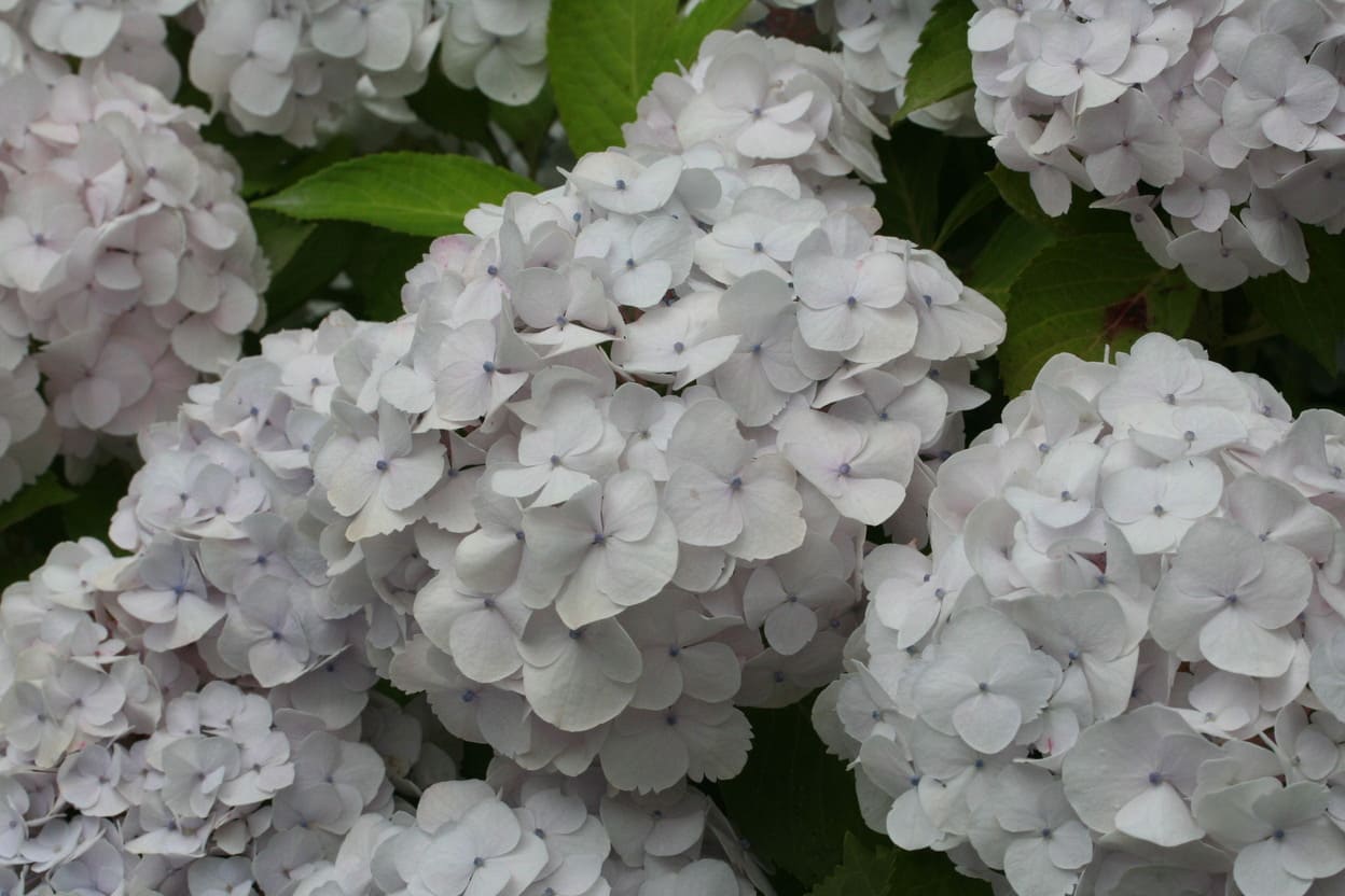 Rahic - Hydrangea macrophylla (Fleurs rondes) – Image 3