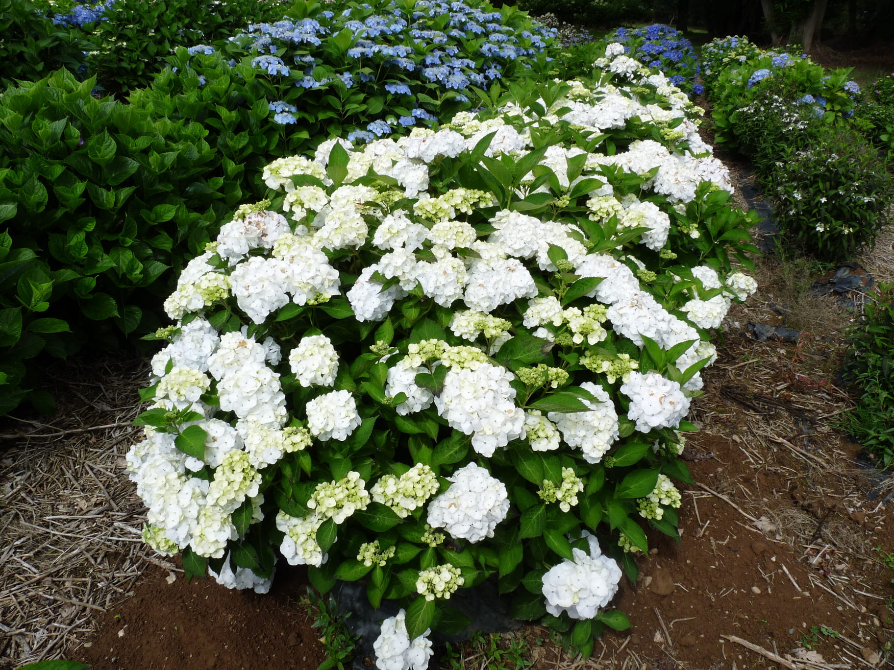 Rahic - Hydrangea macrophylla (Fleurs rondes)