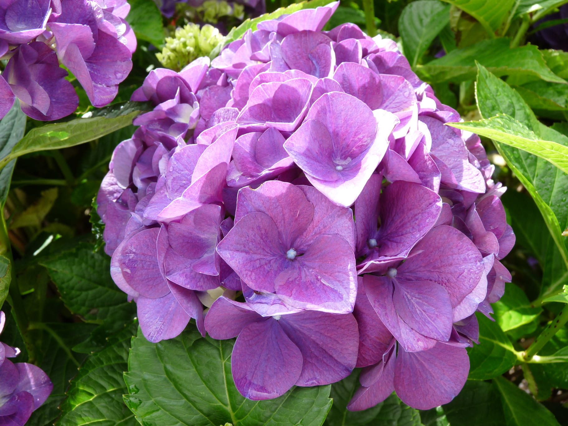 Red Baron - Hydrangea macrophylla (Fleurs rondes) – Image 2
