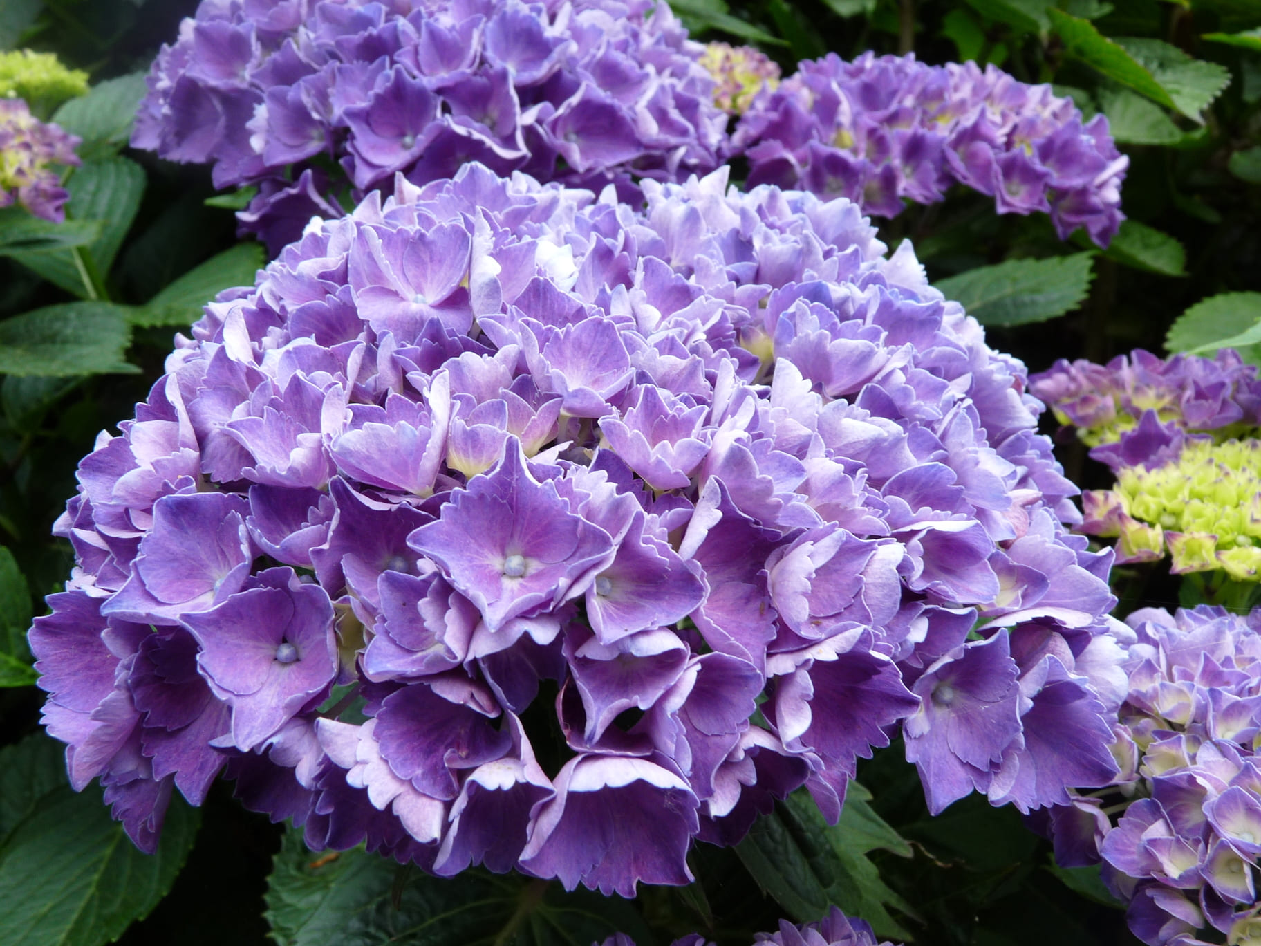 Red Baron - Hydrangea macrophylla (Fleurs rondes)