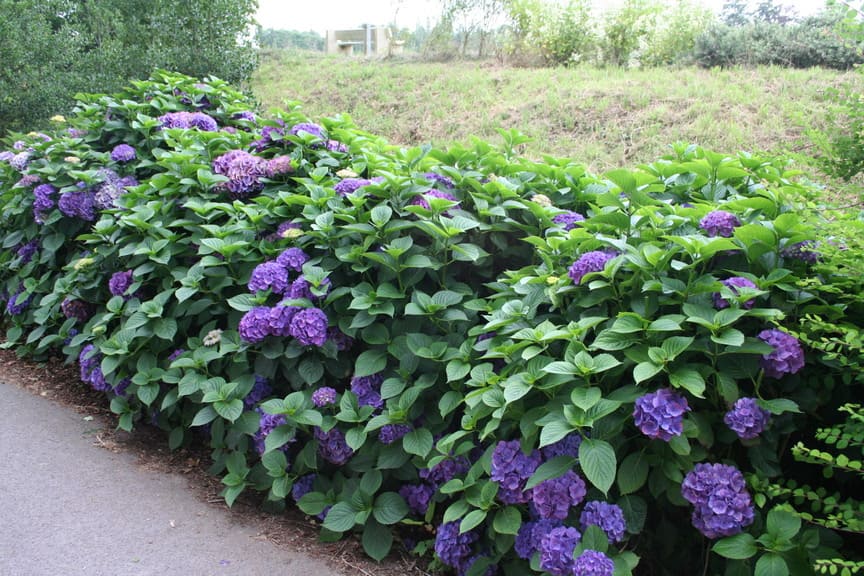 Red Baron - Hydrangea macrophylla (Fleurs rondes) – Image 3