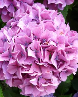 Satinette - Hydrangea macrophylla (Fleurs rondes)